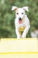 /album/agility/foceni-sbt-fcr-jrt-397-jpg/